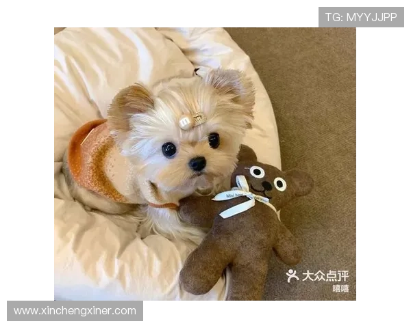 狗舍：不只是一个家，更是狗狗的专属王国